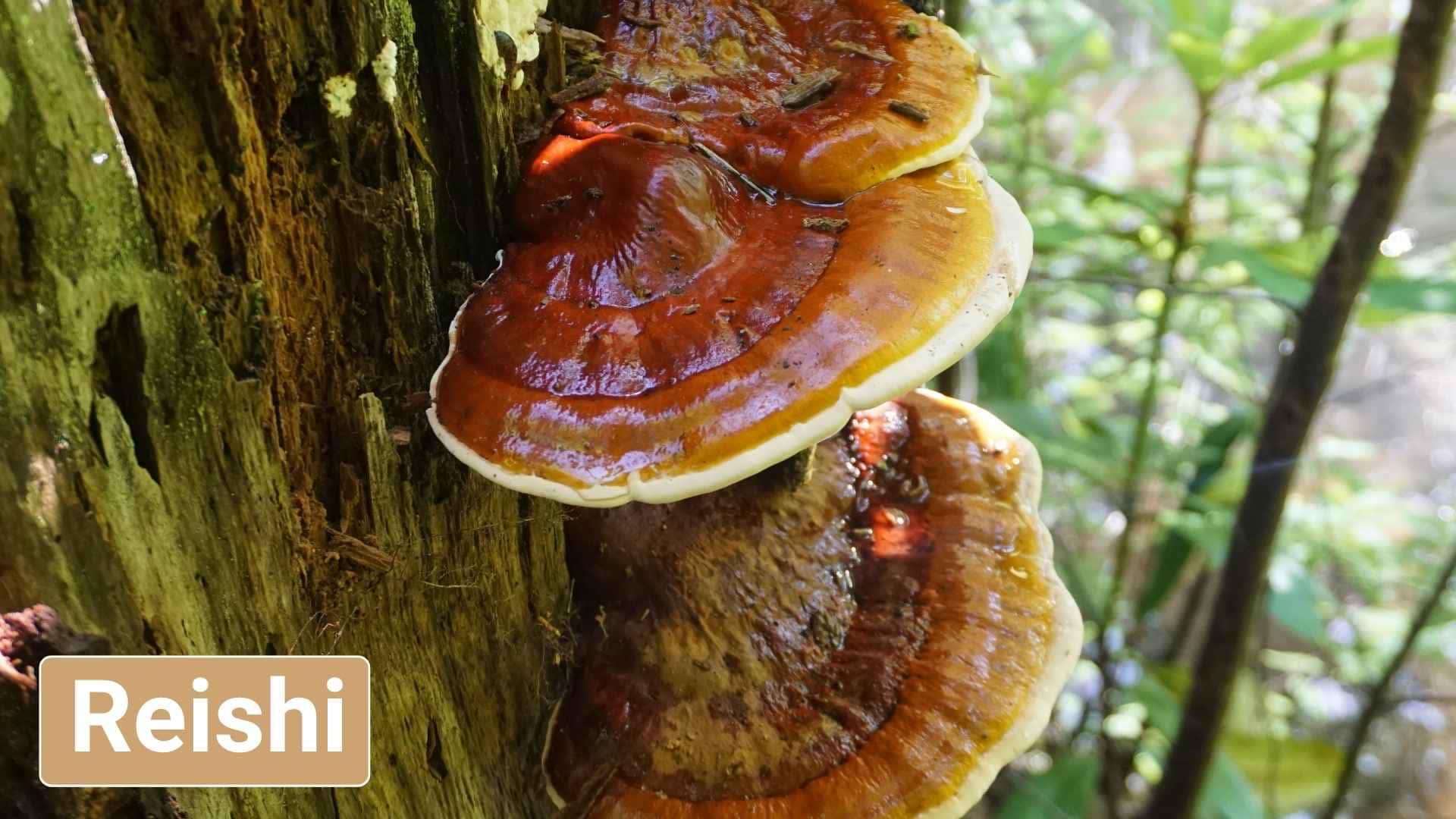 reishi para perros
